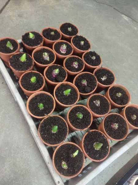 BULBE DE TULIPES EN POT TERRACOTA