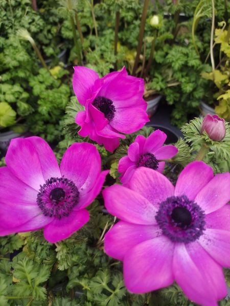 ANEMONE