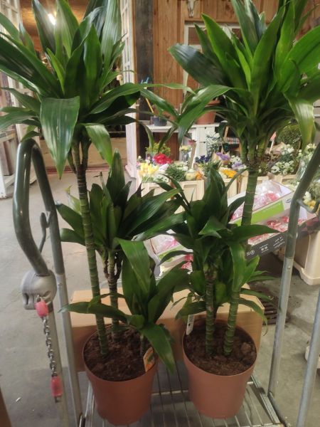 DRACAENA