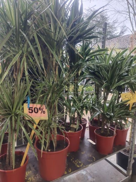 PROMO DESTOCKAGE PLANTES INTERIEURES