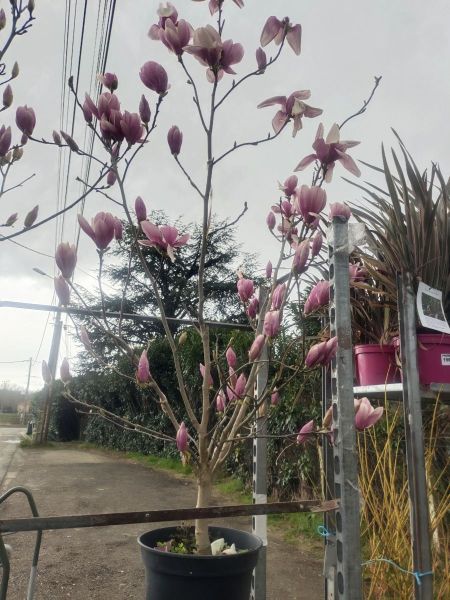 MAGNOLIA TULIPIER SUSANE