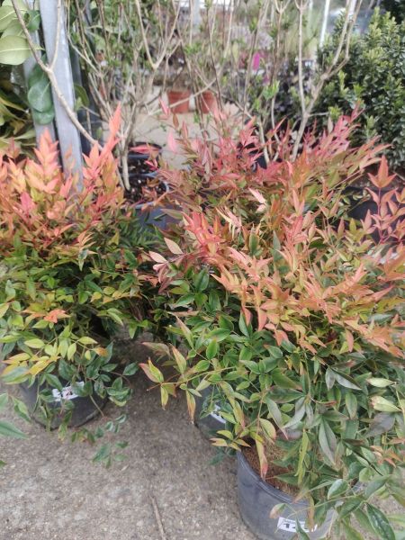 NANDINA GULF STREAM