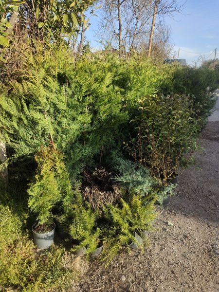 ARRIVAGE ARBUSTES DE HAIE