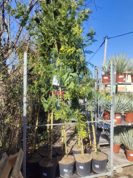 MIMOSA DES FLEURISTE LE MIMOSA GAULOIS
