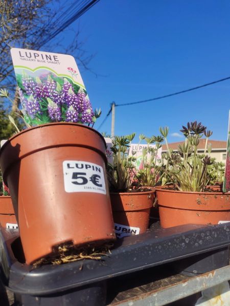LUPIN