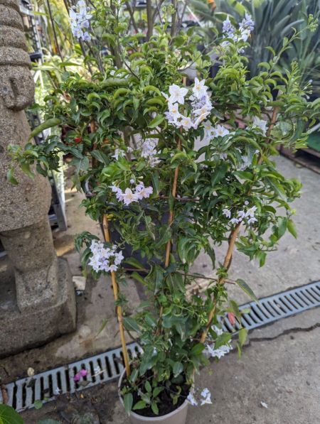 JASMIN-SOLANUM