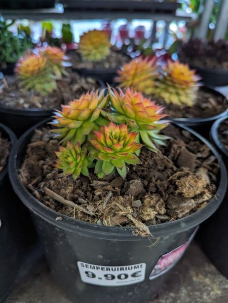 JOUBARBE-SEMPERVIVUM-CHIK-CHARM-GOLD-NUGETTS