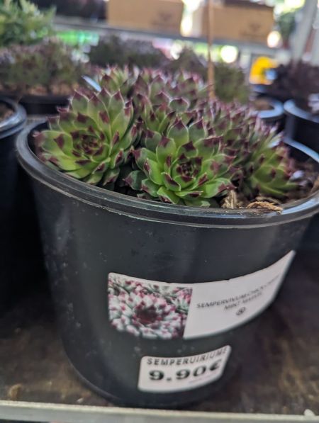 JOUBARBE-SEMPERVIVUM-CHIK-CHARM-MINT-MARVEL-1