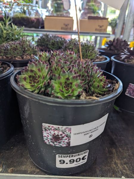 JOUBARBE-SEMPERVIVUM-CHIK-CHARM-MINT-MARVEL-2