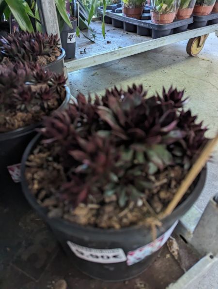 JOUBARBE-SEMPERVIVUM-CHIK-CHARM-MINT-MARVEL-3