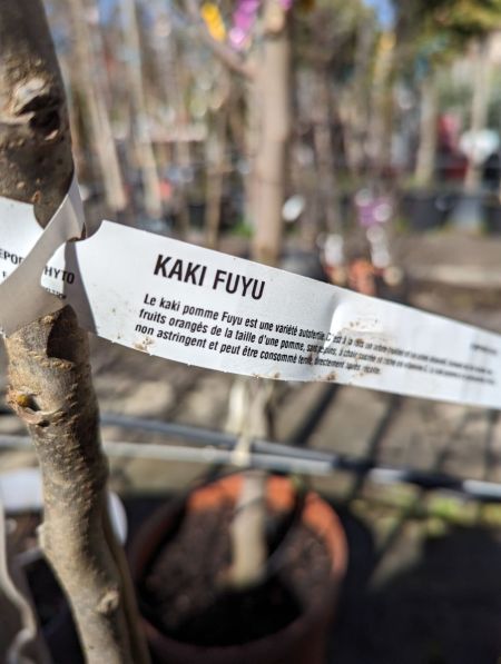 KAKI-PLAQUEMINIER-FUYU