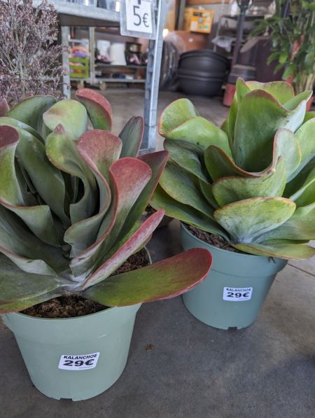 KALANCHOE-2