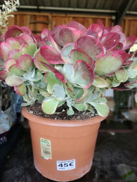 KALANCHOE-THYRSIFLORAS