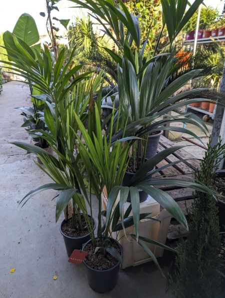 KENTIA-GRAND