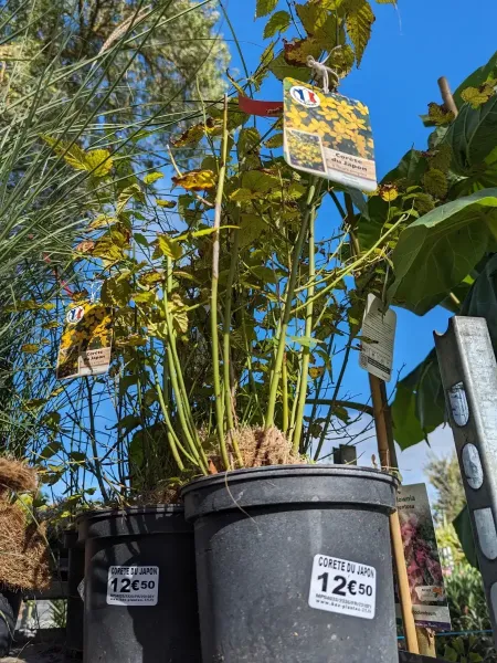 KERRIA-CORETE-DU-JAPON-2