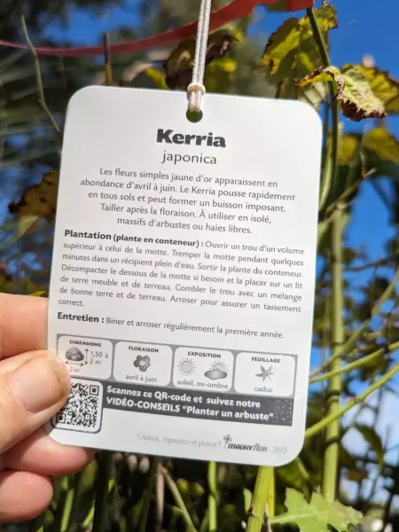 KERRIA-CORETE-DU-JAPON-3