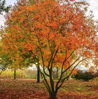 KOELREUTERIA-AUTOMNE