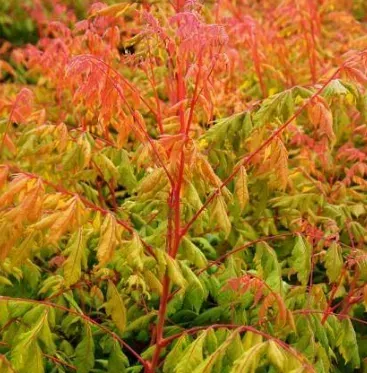KOELREUTERIA-PANICULATA-CORAL-SUN-ARBRE