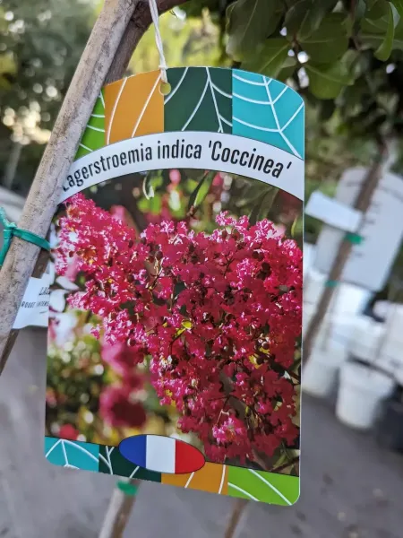 LAGERSTROEMERIA-SUR-TIGE-1