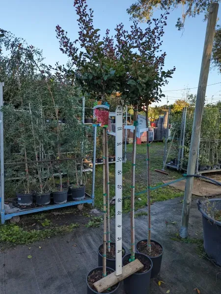 LAGERSTROEMERIA-SUR-TIGE-2