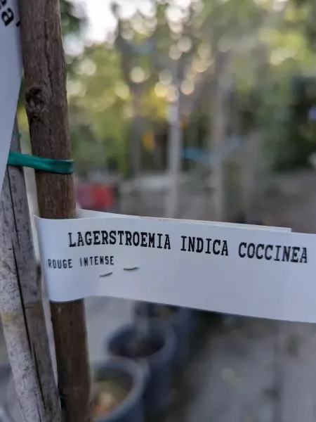 LAGERSTROEMERIA-SUR-TIGE-3