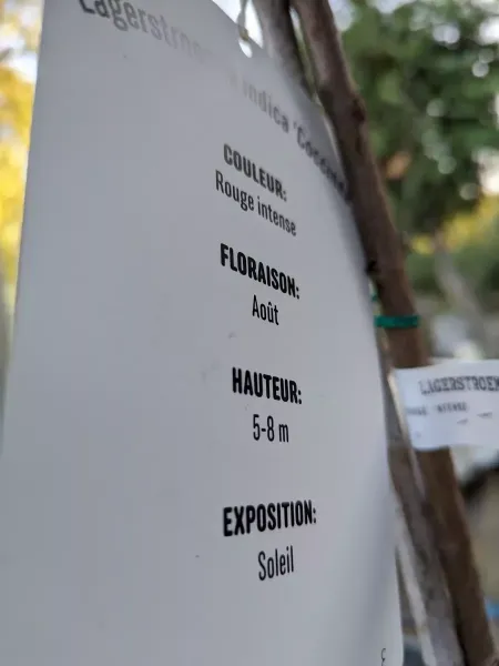 LAGERSTROEMERIA-SUR-TIGE-4