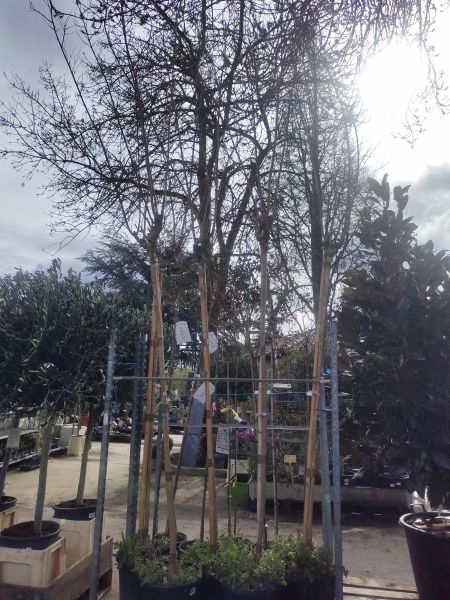 LAGERSTROEMIA-300/350cm-Lilas-des-Indes