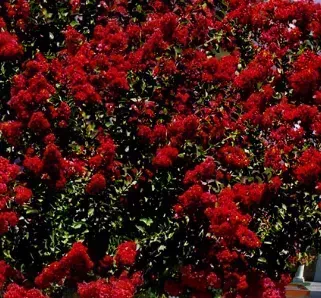 LAGERSTROEMIA-INDICA-DYNAMITE