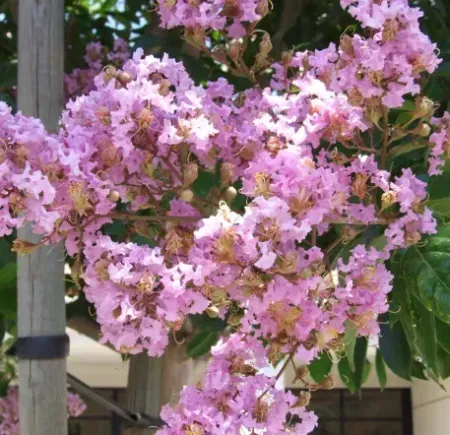 LAGERSTROEMIA-INDICA-MUSCOGEE