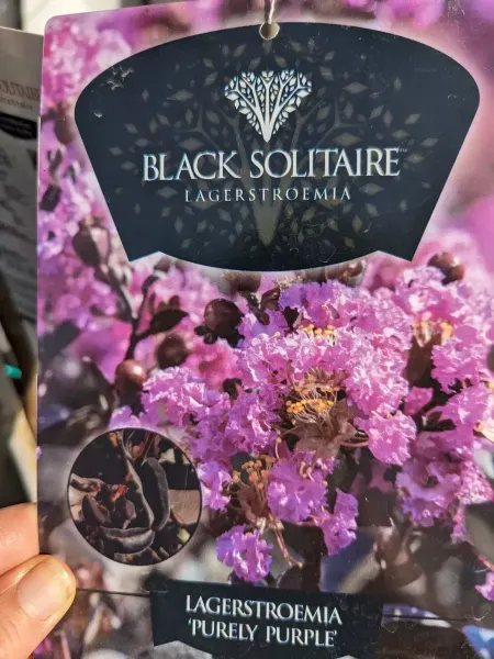 LAGERSTROEMIA-INDICA-MUSCOGEEE