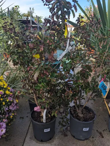 LAGERSTROEMIA-LILAS-DES-INDES