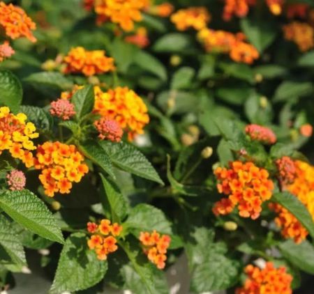 LANTANA