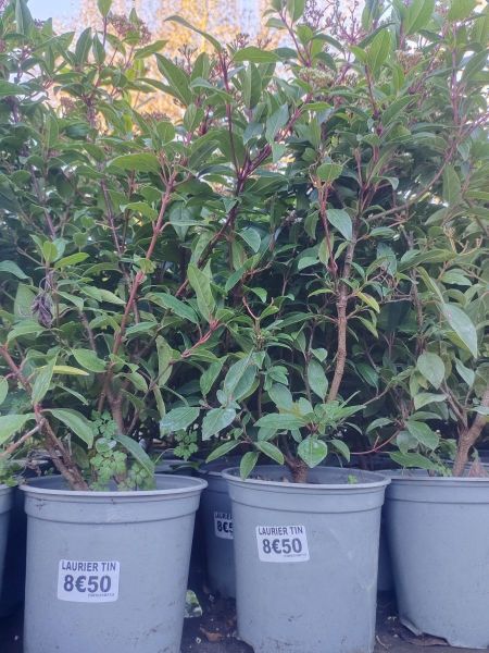 LAURIER-TIN-VIBURNUM-TINUS 8€50
