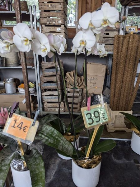 ORCHIDEE-XXL ORCHIDEE-XXL