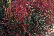 PHOTINIA CARRÉ ROUGE