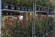 PHOTINIA-DIVERSES-TAILLES