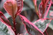 PHOTINIA LOUISE MCLARLOU
