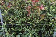 PHOTINIA-RED-ROBIN