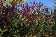 PHOTINIA CARRE ROUGE 12€50 par 10 et plus 9€50