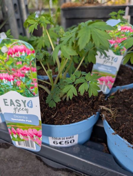 dicentra-coeur-de-Marie