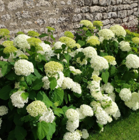 hydrangea-annabelle-2