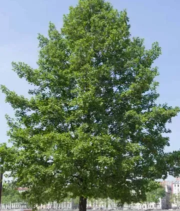 ALNUS-GLUTINOSA-AULNE-NOIR