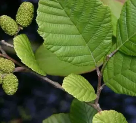 ALNUS-GLUTINOSA-FEUILLES