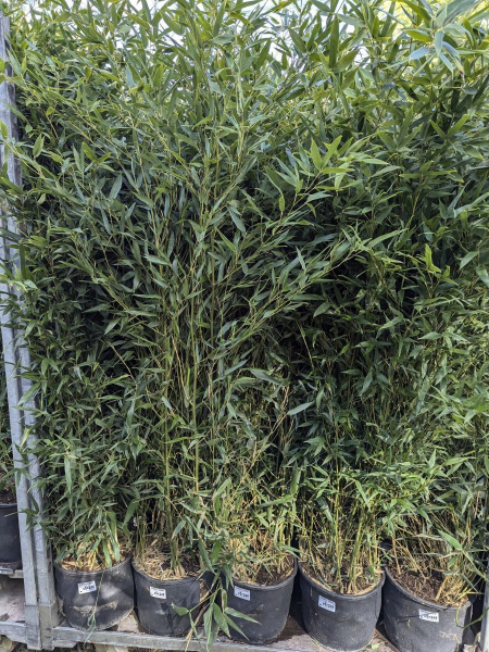 BAMBOU-TRACANT BISSETTI BAMBOU-TRACANT BISSETTI