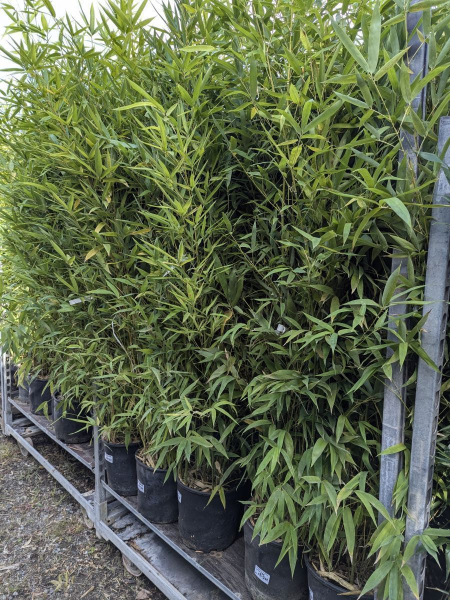 BAMBOU-TRACANT-AUREA BAMBOU-TRACANT-AUREA