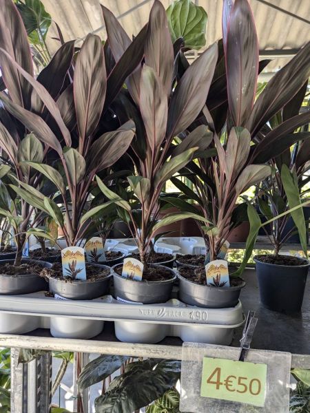 CORDYLINE INTERIEURE