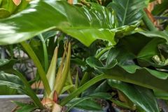 PHILODENDRON