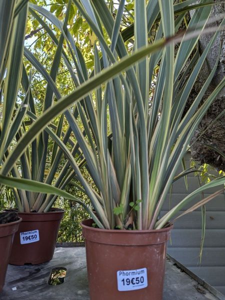 PHORMIUM ou LIN DE NOUVELLE ZELANDE