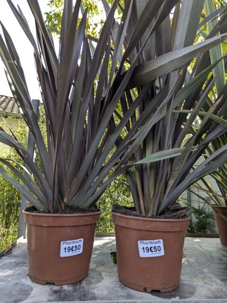 PHORMIUM ou LIN DE NOUVELLE ZELANDE