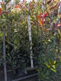 1_PHOTINIA-RED-ROBIN